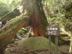 三本足杉
